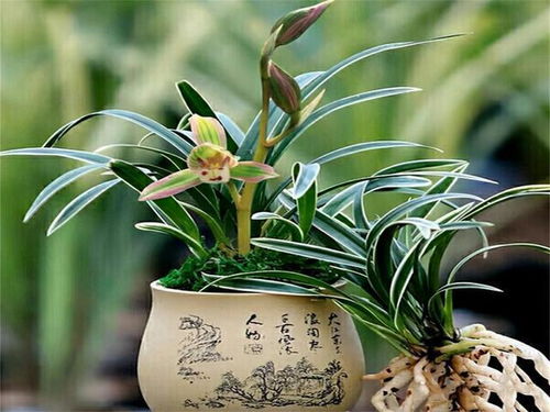 常见植物, 不常见答案