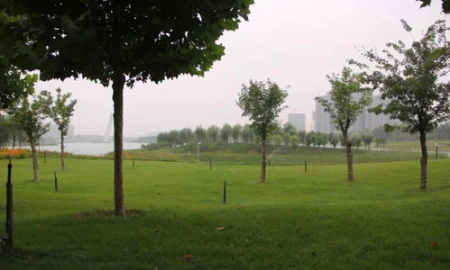 除草松土，忙不停