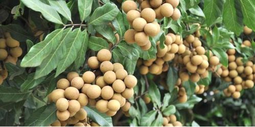 泸县桂圆产业面临升级，传统种植模式需革新