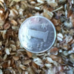 当归种子在播种前应进行浸种处理