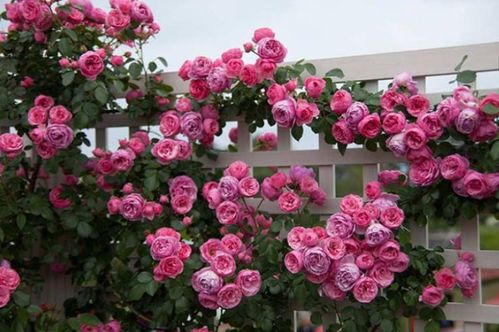 广东的气候与蔷薇花的缘分