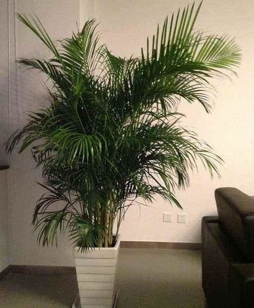 喜欢不见阳光的草