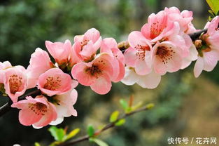 浇水频率：适时适量， 避免积水