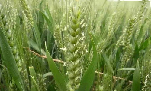 小麦生长期间打药的关键时期