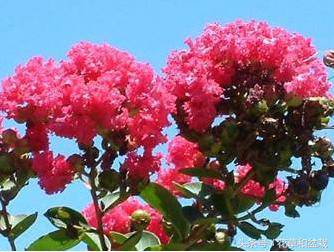 过量氮肥是紫薇不开花的元凶