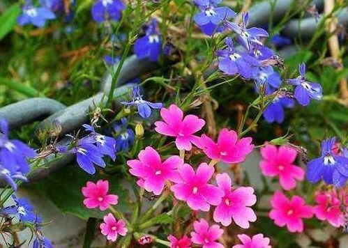 铁线莲， 藤本花卉皇后