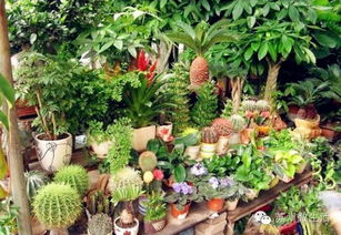 北海道黄杨绿化苗木的批发