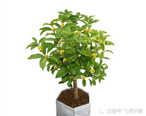 3. 施肥的黄金时机