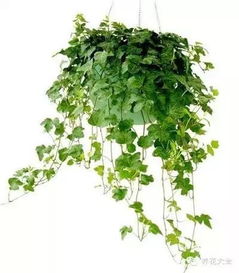 植物夜间更活跃吗？昼夜影响谁更显著