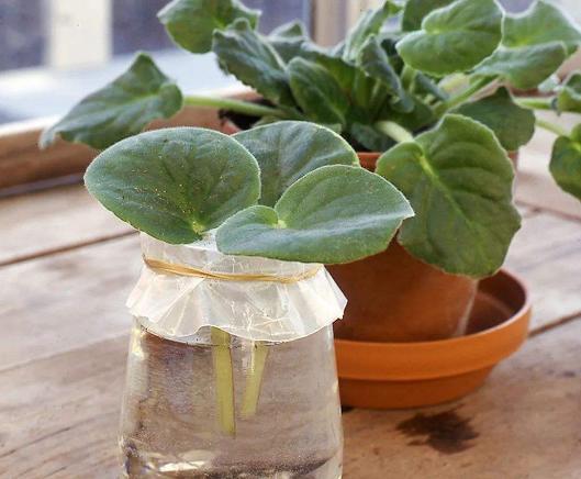 塑料盆：耐用，但有点笨重