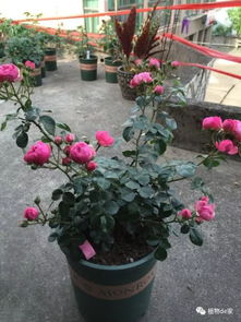 阳台四季花海，藤本花卉盛宴