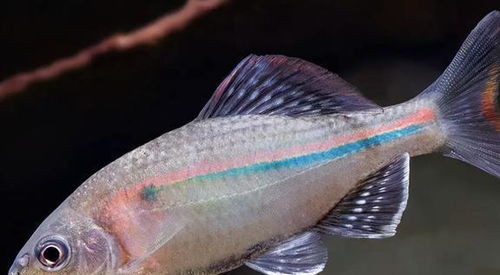 水霉病：鱼类常见真菌疾病