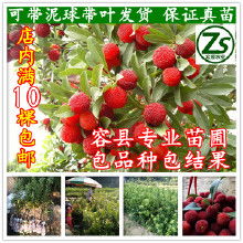 东槐杨梅树苗价格波动，种植需掌握要点
