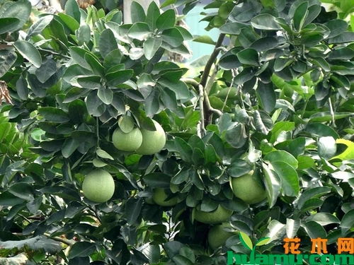 梨树开花后要怎么施肥？如何保证花果顺利成长
