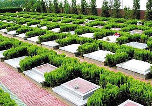 墓地草坪选草种， 耐旱易打理，省钱又环保