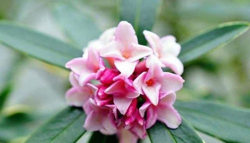 瑞香花色彩多样，不同颜色代表不同情感寓意