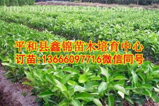 江西大型苗木基地， 揭秘畅销之谜