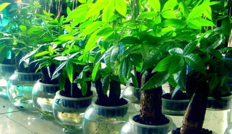 发财树三个月不浇水， 选哪种肥料保命