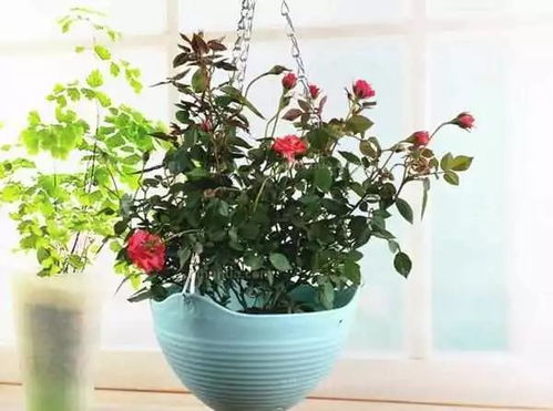 注意细节， 提高成活率