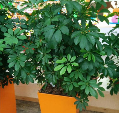 常绿植物的大家庭