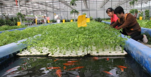 西红柿：酸甜可口