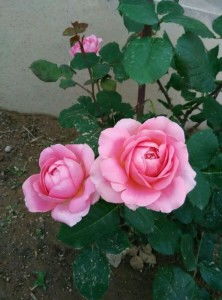 香奈儿月季的花期大揭秘