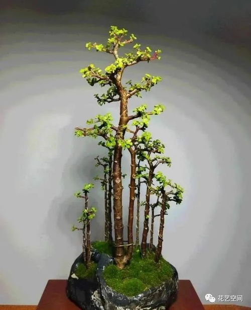 第一招：定期修剪，促进叶片肥厚