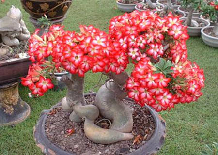 播种技巧， 成活率高