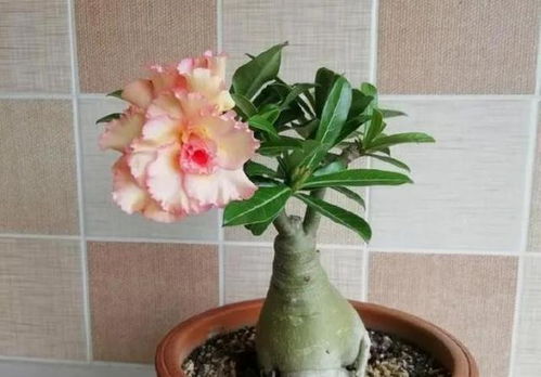 收藏法：给玫瑰找个温暖的窝