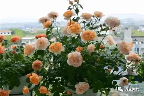 光照管理：保证充足光照， 避免晒伤