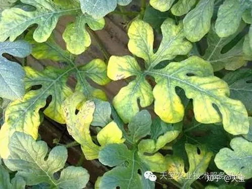 元宝树叶子发黄后还有挽救的可能吗