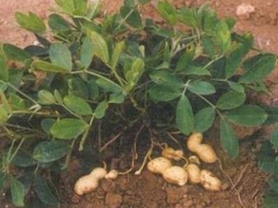 翅荚决明：豆科植物