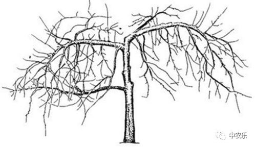 先说说 得弄明白啥是主枝和侧枝