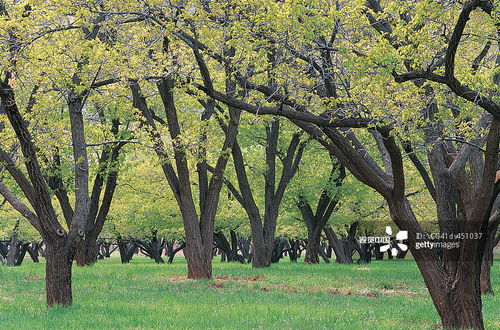 观光木的别名：三钱三