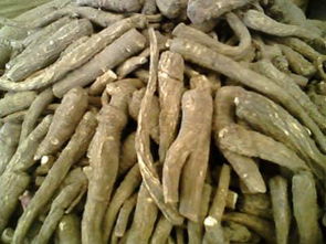 四川白芷， 明朝传颂，品质卓越