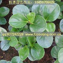 养护要点：省心省力， 轻松养出高级感