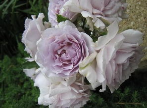 月季花的魅力所在