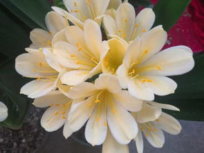 花中君子：梅花的风骨