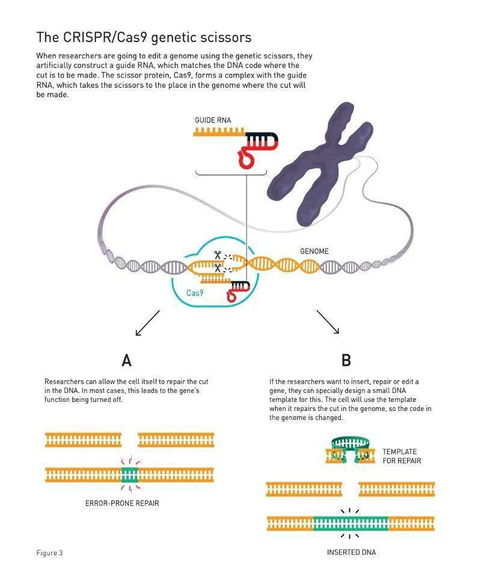 CRISPR/Cas9技术在猪细胞系基因编辑中取得了哪些突破性进展？