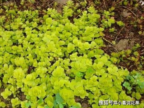 浇水，金叶过路黄的小胃口