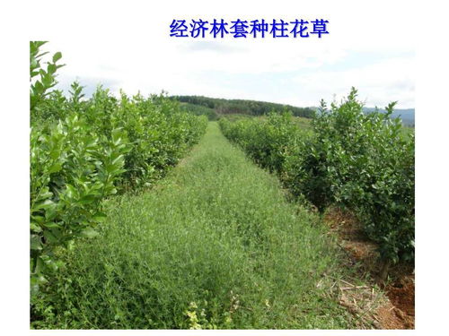 十大种植必备的农药，你用过吗？