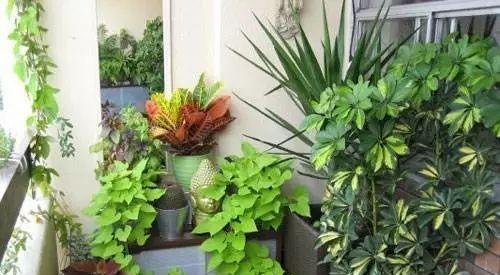 银叶金合欢， 防贼效果比监控好，使君子Zuo花墙