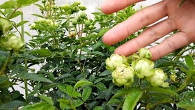 施肥的频率， 要掌握好