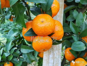 无农药栽培，柑橘geng健康