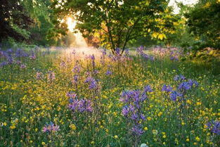 夕阳下的凤凰木，生命的启示