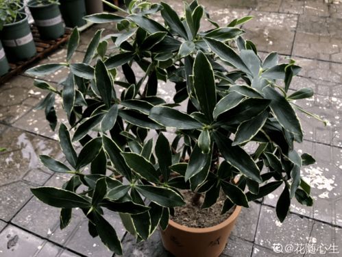 去掉主要枝叶， 留叶十分之一甚至不留