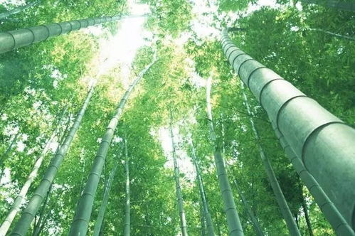 竹子养了几天怎么变黄了？是水质问题吗