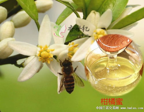 槐花蜜：天然槐花蜜，爆款花卉蜜源，养蜂新宠！