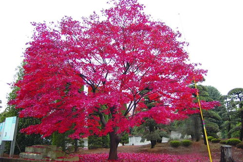 日本红枫的修剪