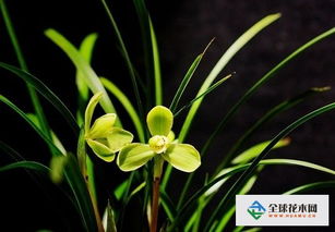 恶霉灵：兰花的守护神